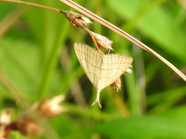 Polypogon tentacularia - sötétaljú karcsúbagoly