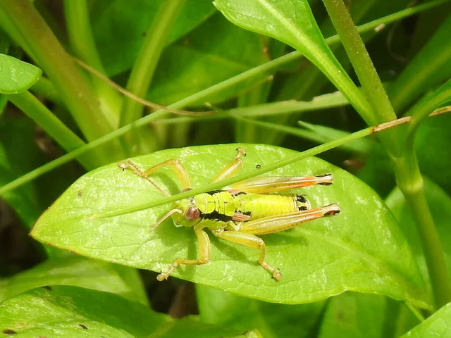 Pseudopodisma nagyi - Nagy-hegyisáska