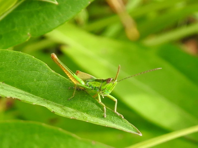 Euthystira brachyptera - smaragdzöld sáska