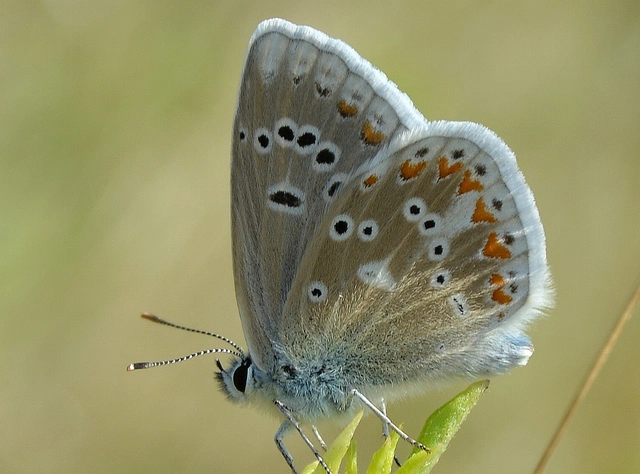 Polyommatus dorylas - fénylő boglárka