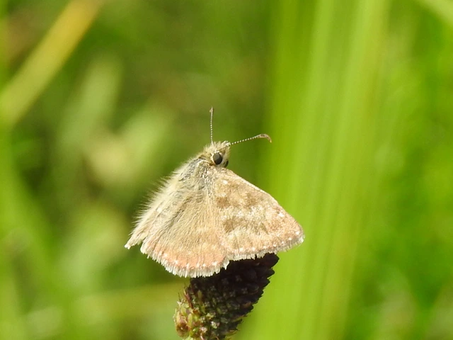Erynnis tages - cigánylepke