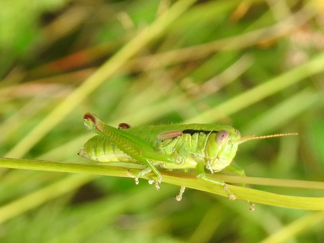 Pseudopodisma nagyi - Nagy-hegyisáska