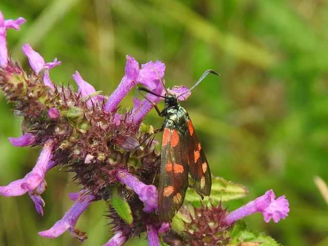 Zygaena filipendulae - acélszínű csüngőlepke