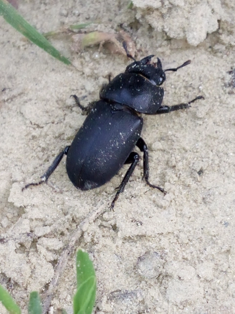 Dorcus parallelipipedus - kis szarvasbogár