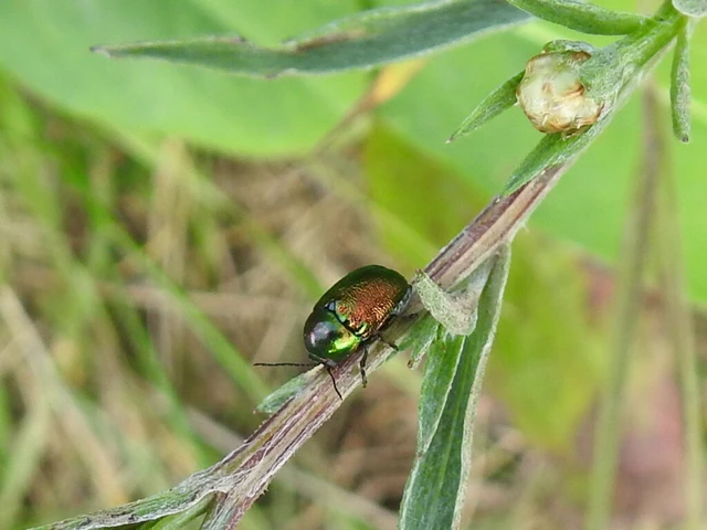 Cryptocephalus