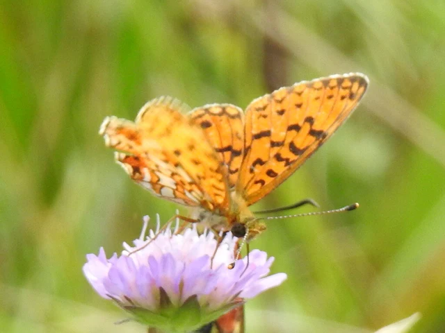 Boloria selene - fakó gyöngyházlepke
