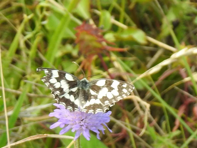 Melanargia galathea - sakktáblalepke
