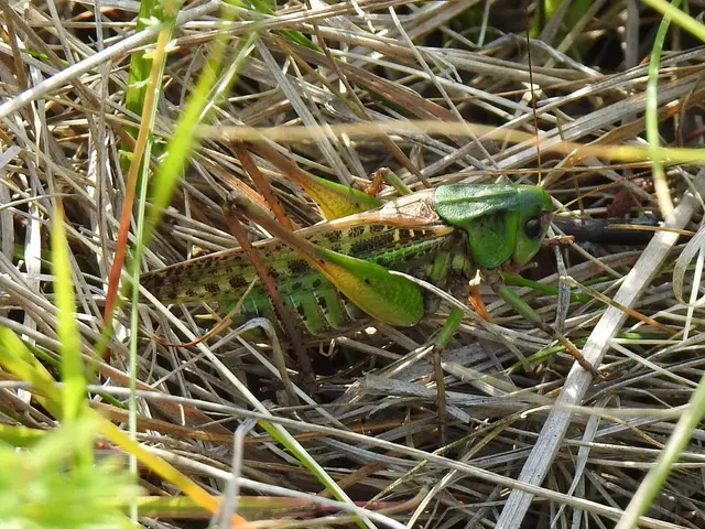 Decticus verrucivorus - szemölcsevő szöcske