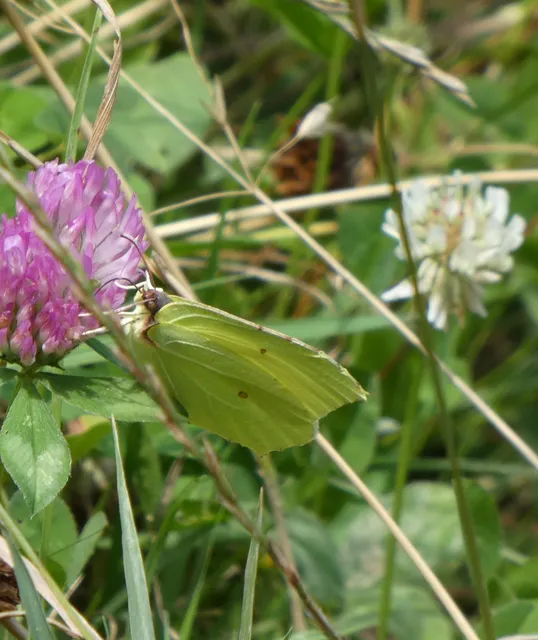 Gonepteryx rhamni - citromlepke