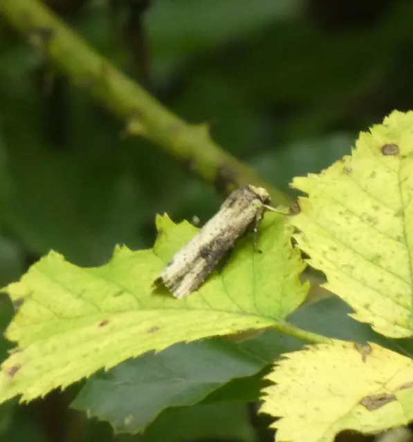 Axylia putris - vonalkás földibagoly