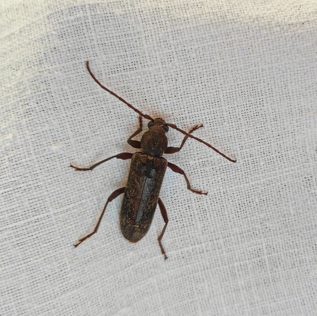 Trichoferus campestris - szállóvendég éjicincér