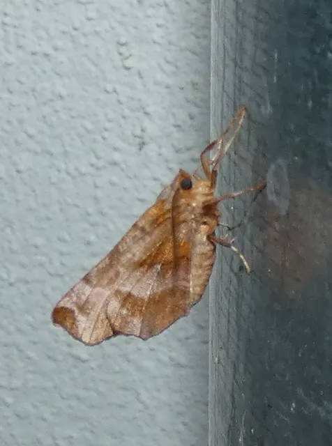 Selenia dentaria - kétfoltos holdasaraszoló