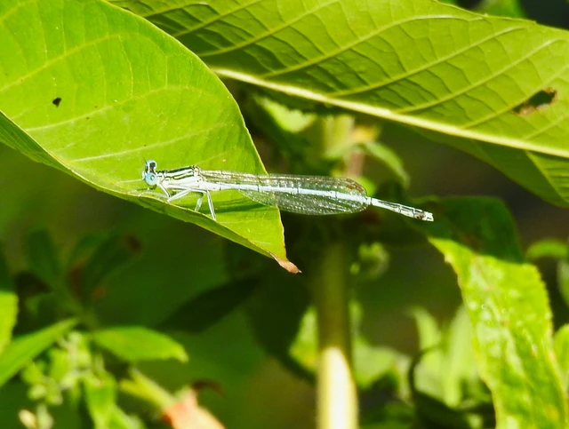 Platycnemis pennipes - széleslábú szitakötő