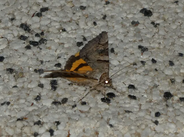 Catocala hymenaea - kökény-övesbagoly