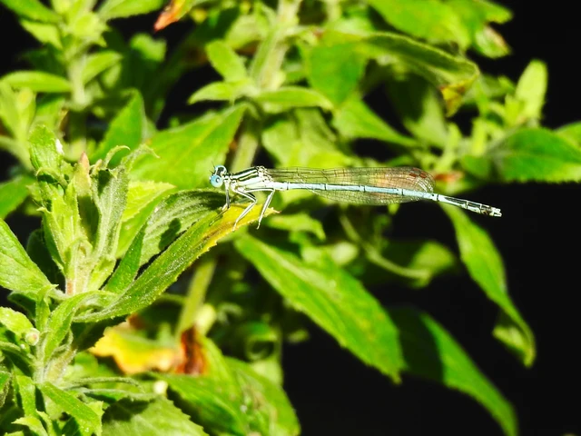 Platycnemis pennipes - széleslábú szitakötő