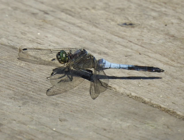 Orthetrum cancellatum - feketefarkú pásztorszitakötő