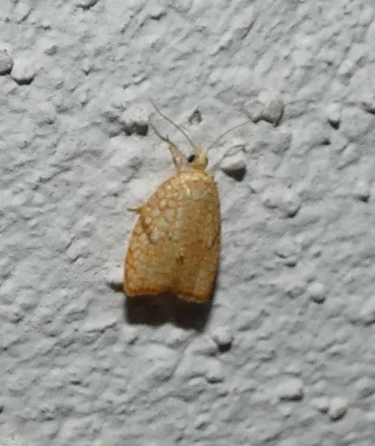 Acleris forsskaleana - juharos levélmoly