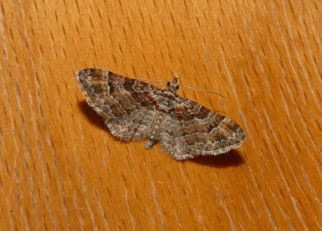 Gymnoscelis rufifasciata - vöröscsíkos törpearaszoló