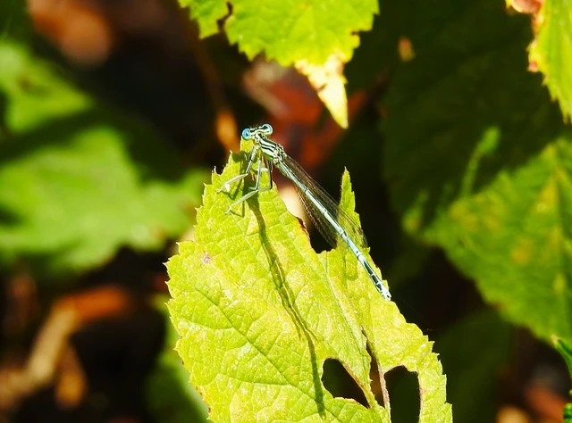 Platycnemis pennipes - széleslábú szitakötő