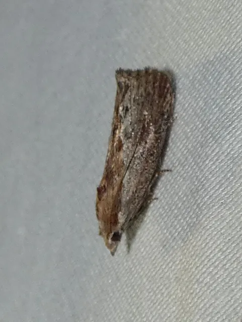 Galleria mellonella - nagy viaszmoly