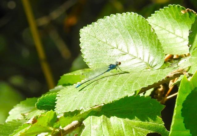Erythromma viridulum - kis pirosszemű-légivadász