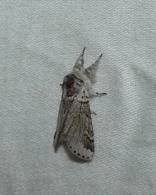Furcula