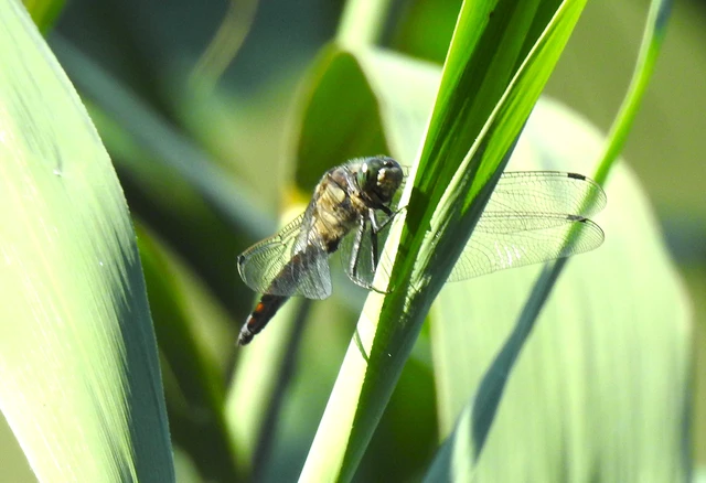 Orthetrum cancellatum - feketefarkú pásztorszitakötő