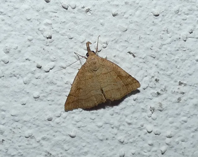 Polypogon gryphalis - láperdei karcsúbagoly
