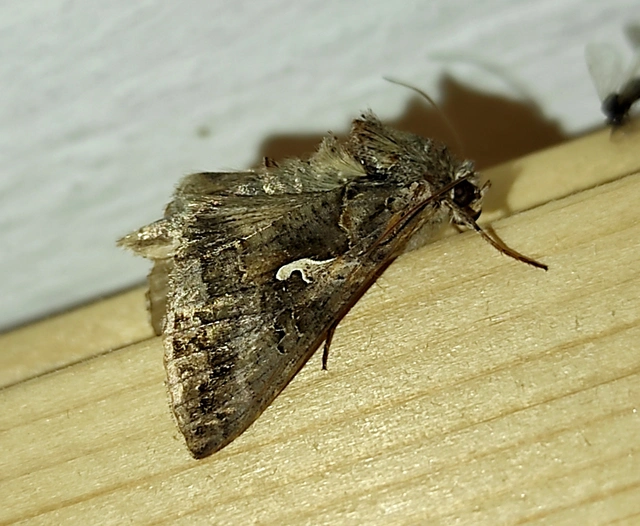 Autographa gamma - gammalepke