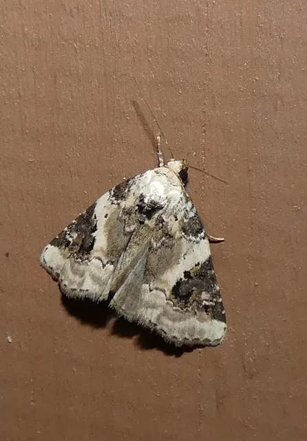Pseudeustrotia candidula - fehéres apróbagoly
