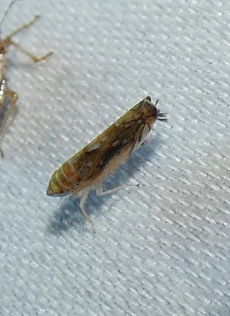 Scaphoideus titanus