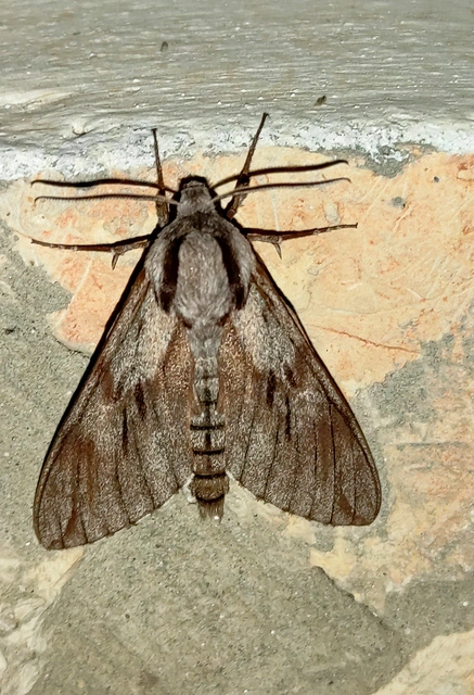Hyloicus pinastri - fenyőszender