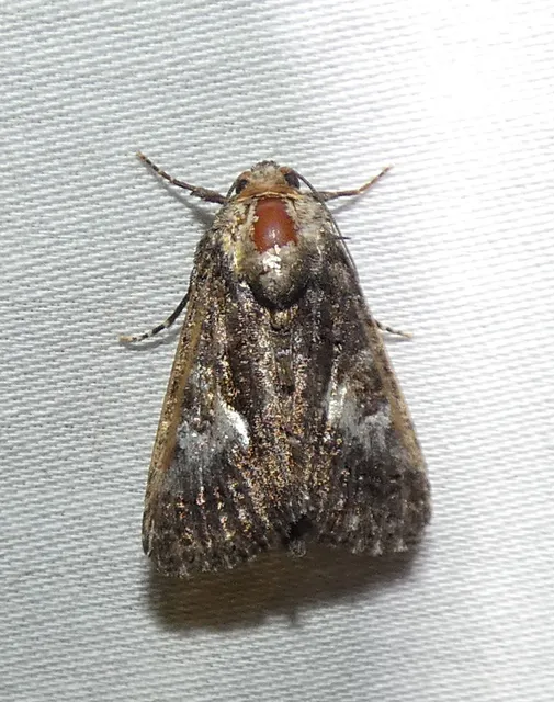 Anophia leucomelas - déli folyófűbagoly