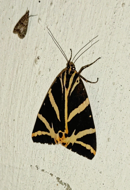Euplagia quadripunctaria - csíkos medvelepke