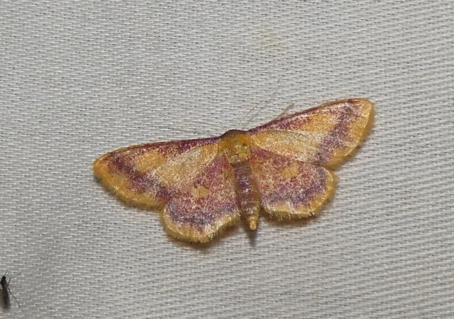 Idaea muricata - mocsári pirosaraszoló