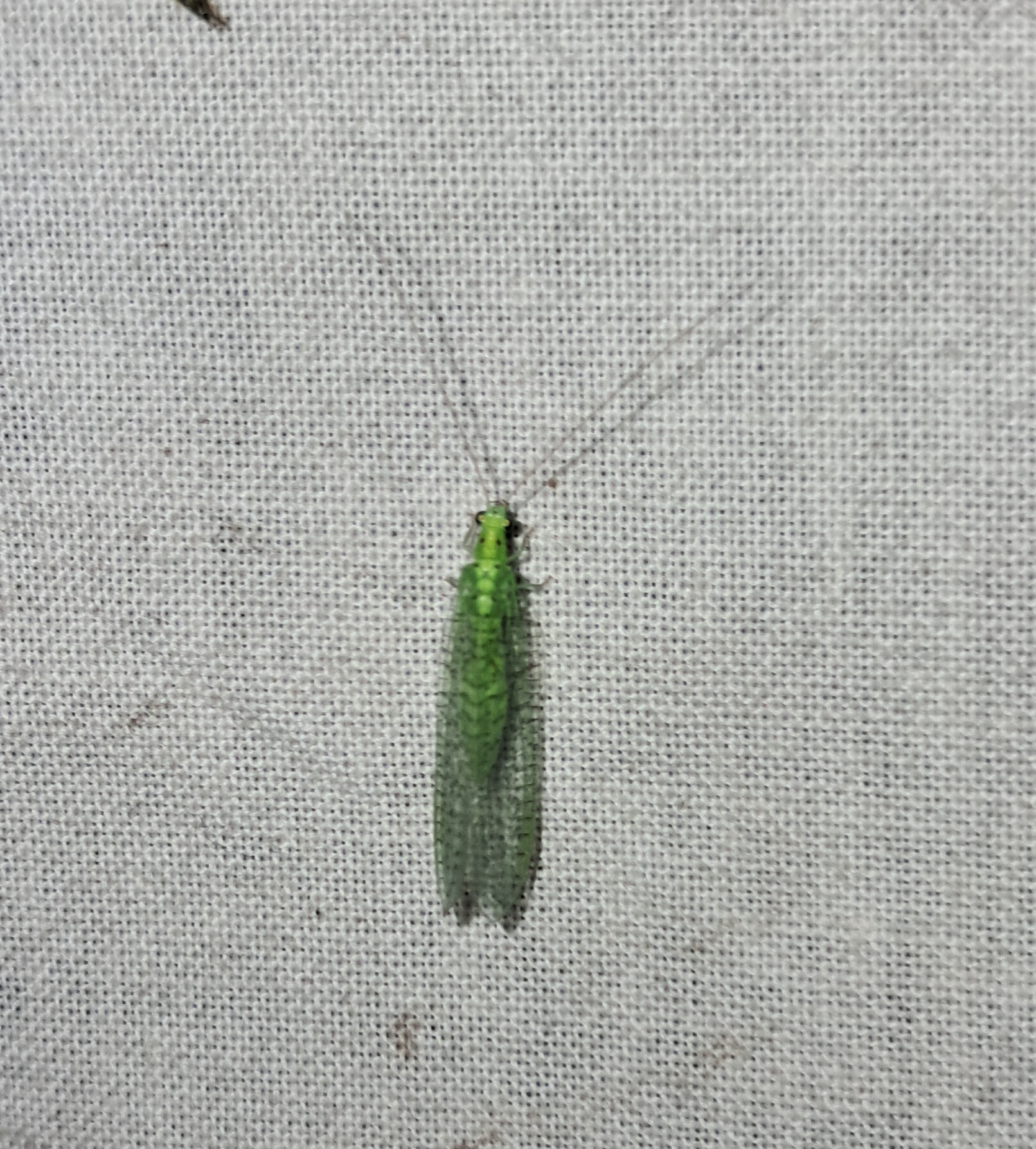 Dichochrysa prasina