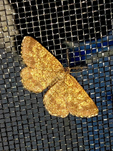 Ematurga atomaria - barna rétiaraszoló