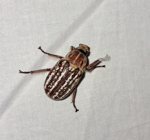 Anoxia orientalis - keleti cserebogár