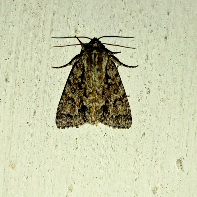 Acronicta rumicis - sóska-szigonyosbagoly
