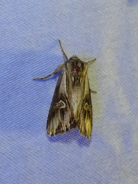 Actinotia polyodon - nagy sugarasbagoly