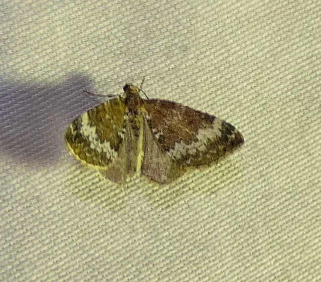 Perizoma alchemillata - árvacsalán-araszoló