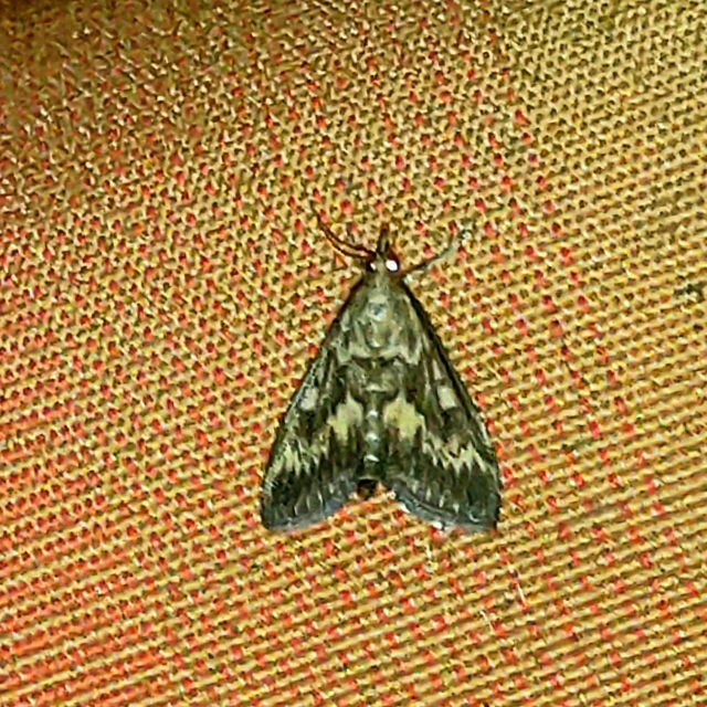 Ostrinia nubilalis - kukoricamoly
