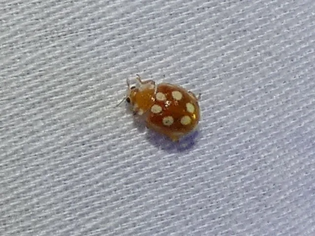 Vibidia duodecimguttata - tizenkétcseppes füsskata