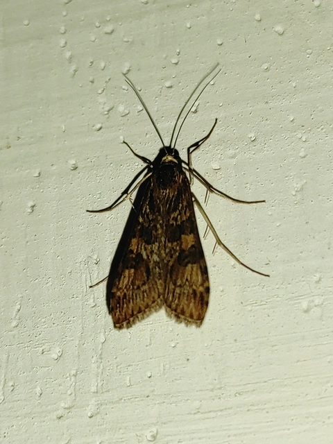 Nomophila noctuella - közönséges vándormoly