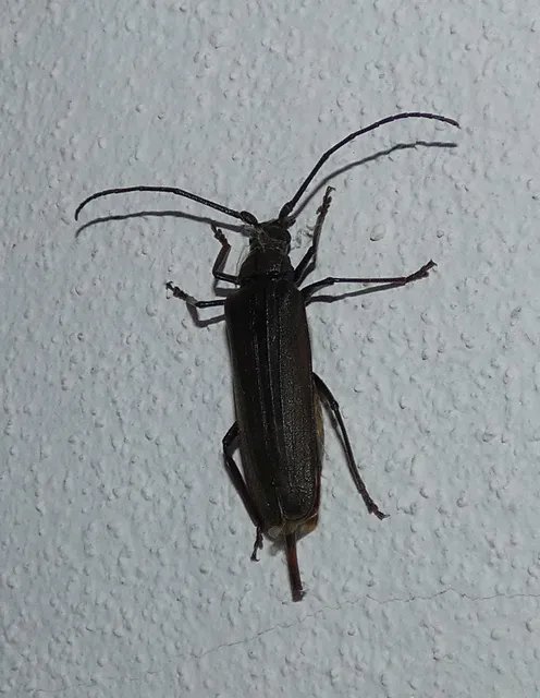 Aegosoma scabricorne - diófacincér