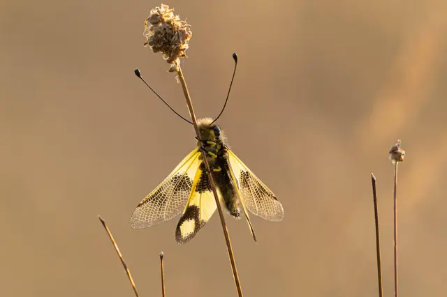 Libelloides macaronius - keleti rablópille