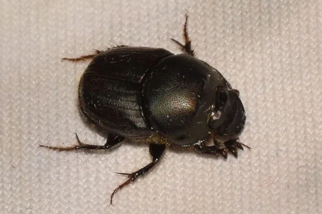 Onthophagus illyricus - tülkös trágyatúró