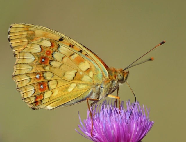 Argynnis adippe - ezüstös gyöngyházlepke
