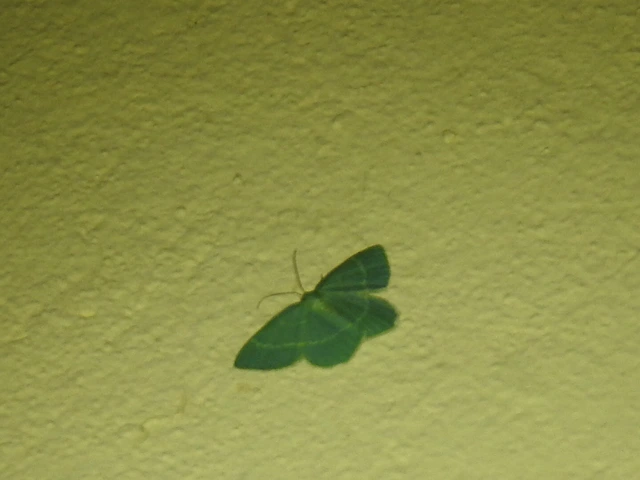 Chlorissa viridata/cloraria