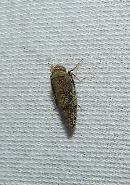 Orientus ishidae
